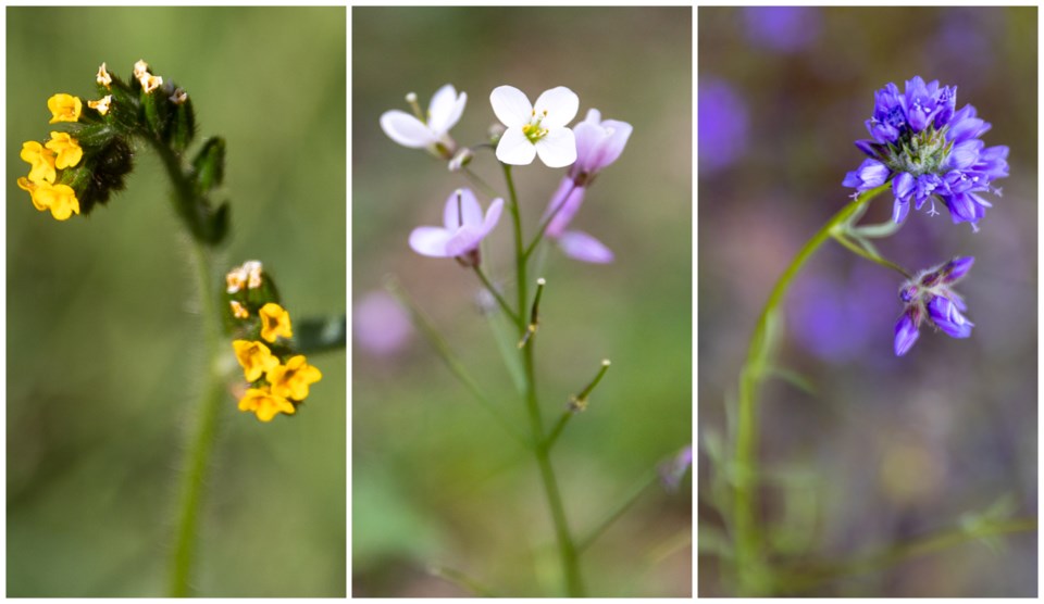 wildflowerscollage_2023_1