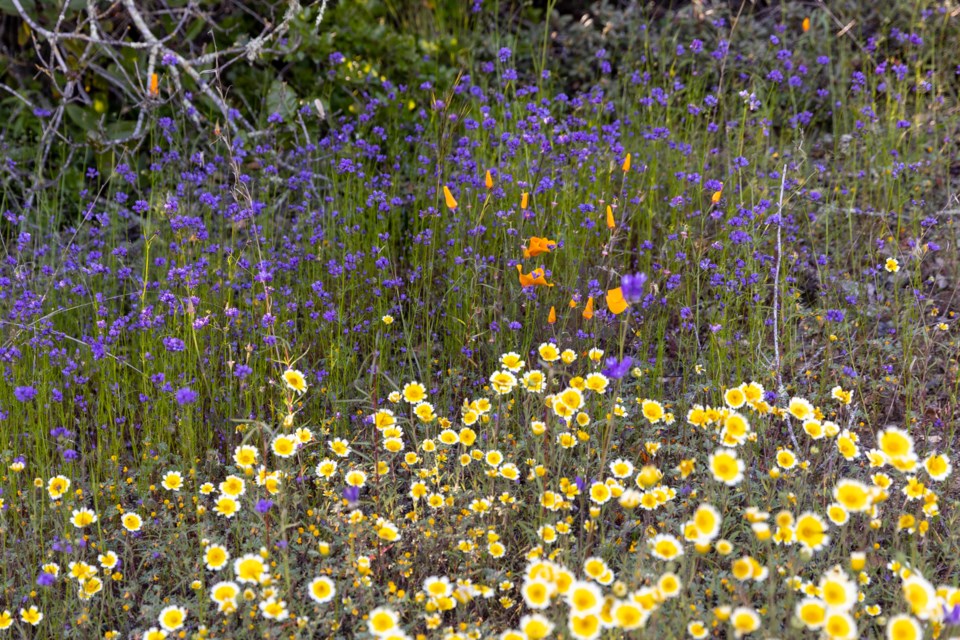 wildflowersmix_stulsaftpark_01_web