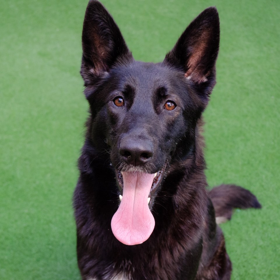 rosa-a913759