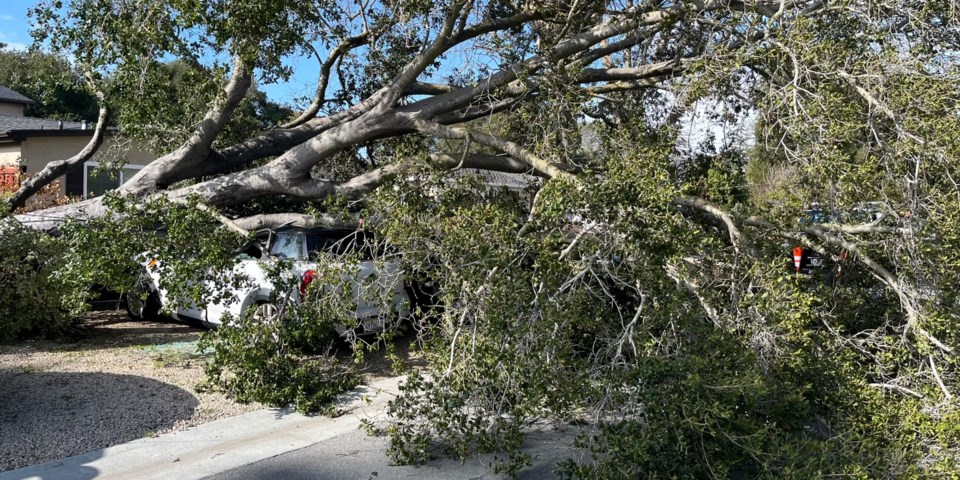storm_damage_tree