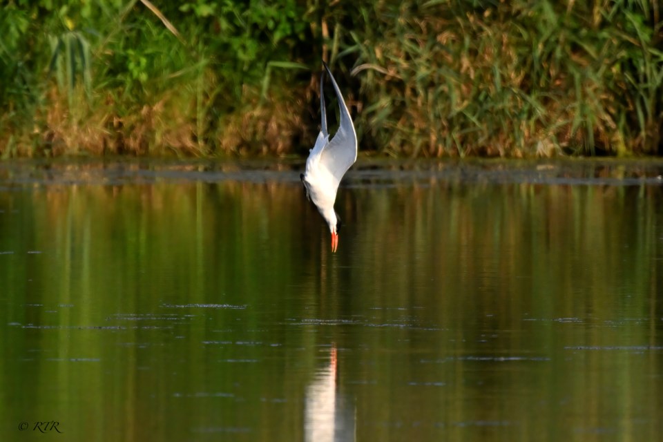 _rtr0787sem-common-tern-in-nose-dive
