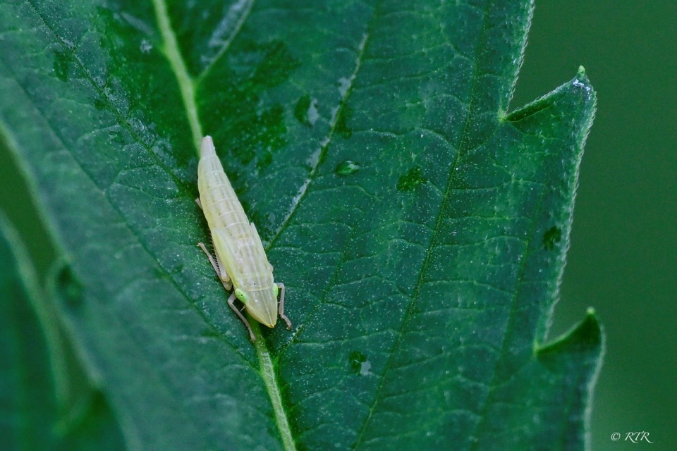 Rose Leafhopper