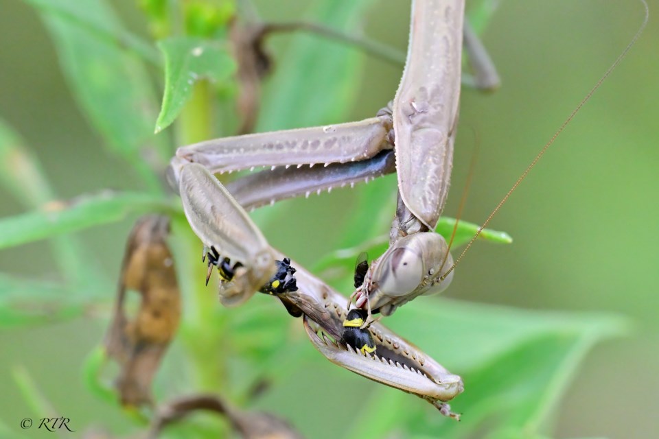 Torn in half by a Praying Mantis