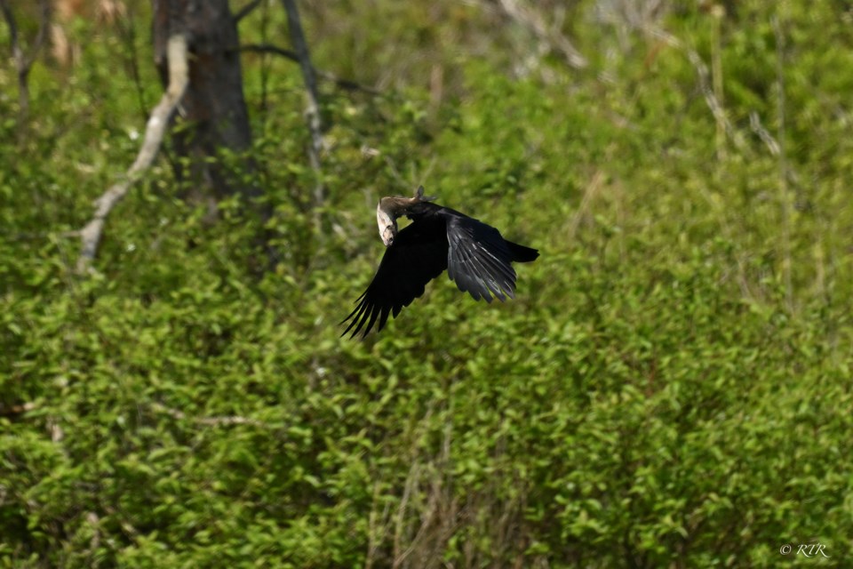 Crow with fish
