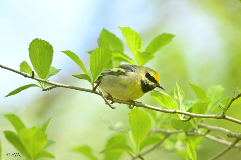 Golden-winged Warbler