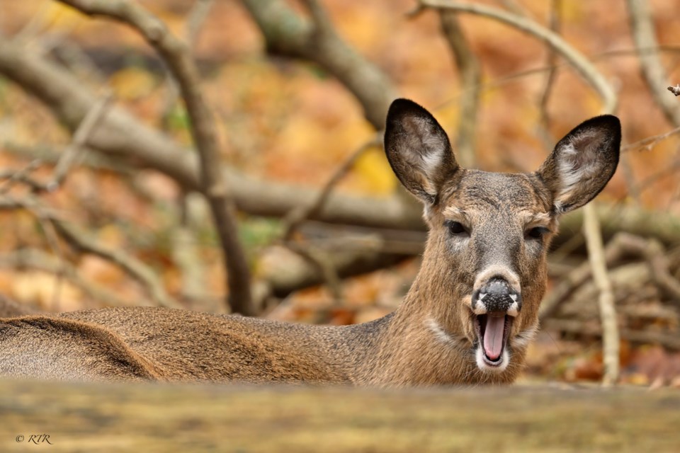 Doe encounter