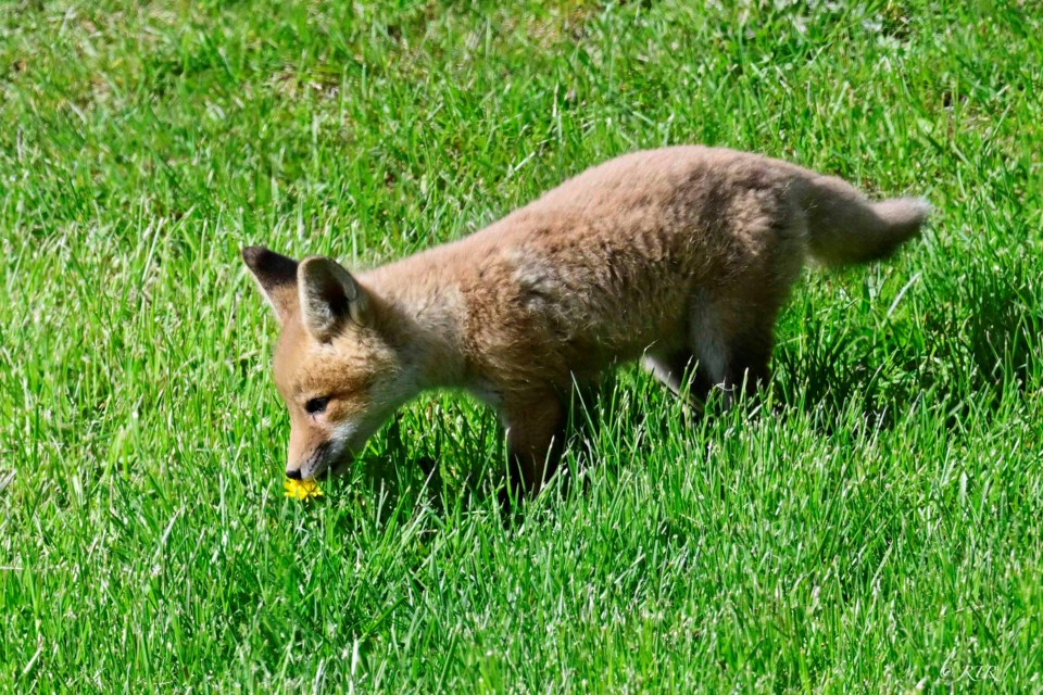 _rtr1008sem-fox-kit-smells-dandelion