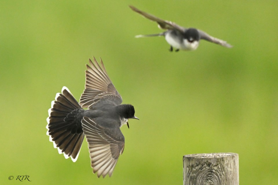 Beauty of the Eastern Kingbird!