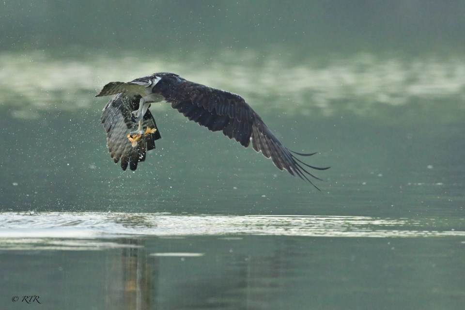 Osprey gets a fish