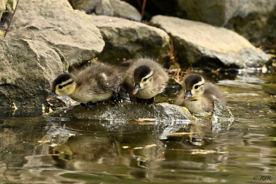 _rtr2776sem-baby-wood-ducks