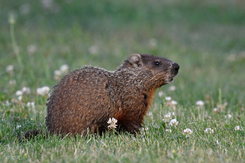 Groundhog