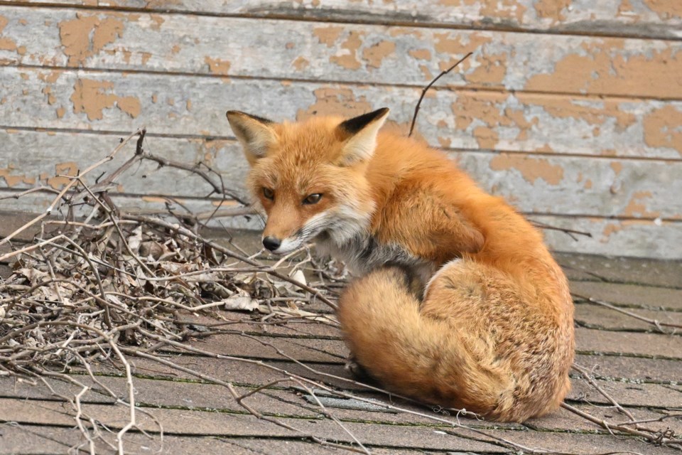 _rtr3827-fox-on-roof