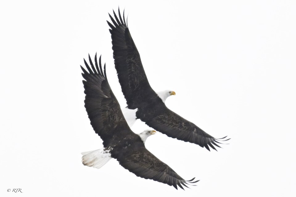 Bald Eagles in tight formation
