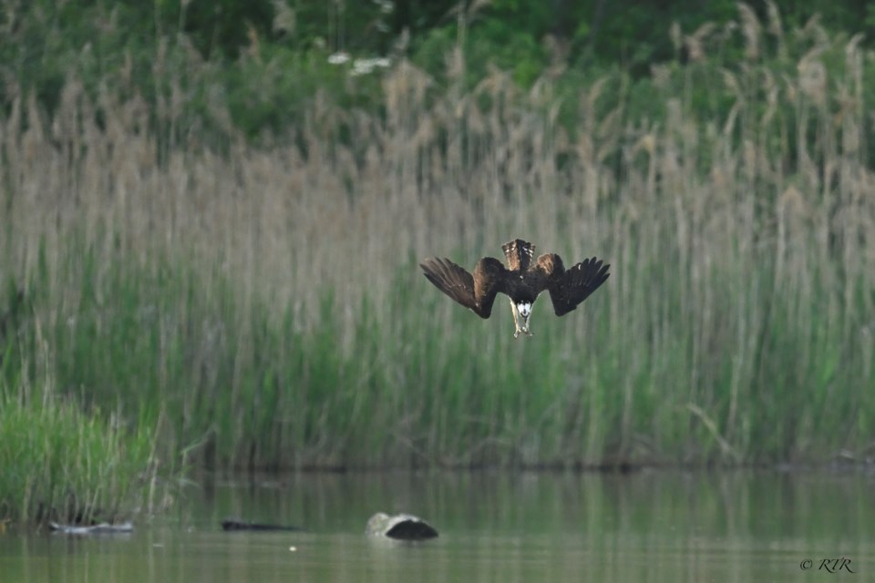 Ospreys successful dive in Lake Chipican Canatara Park