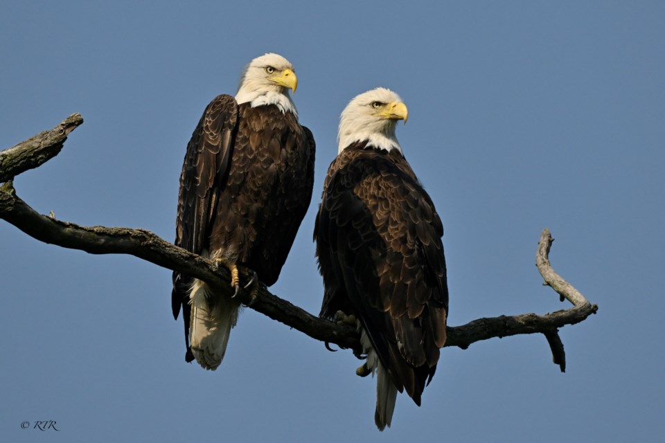 _rtr5224sem-pair-of-bald-eagles-on-branch