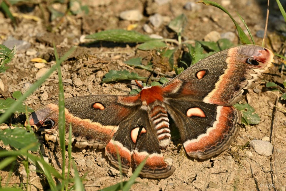 Cecropia Moth with wing span of 7 inches (June 10 in in Lambton County)