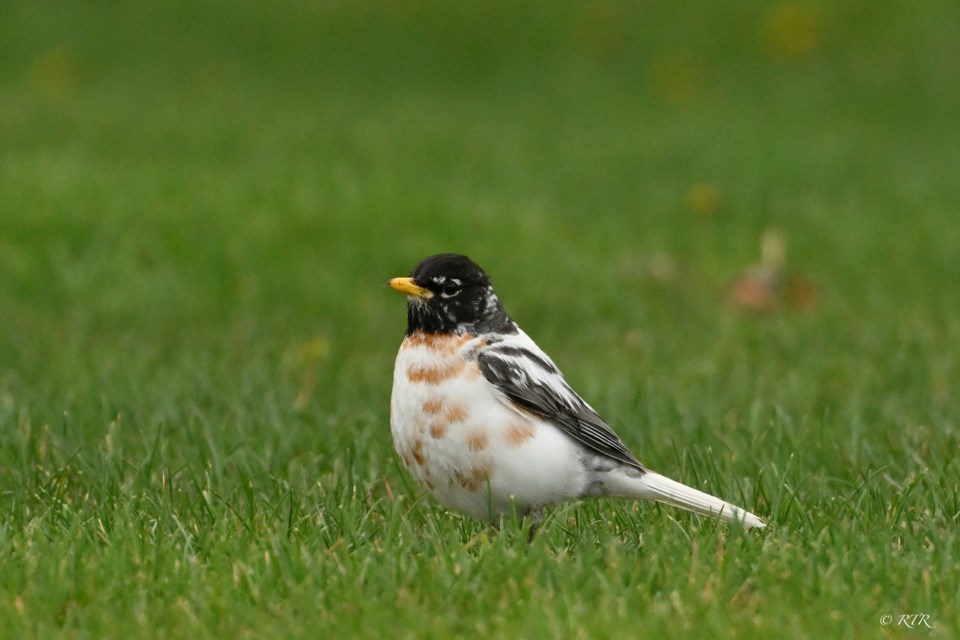 Robin with Leucism