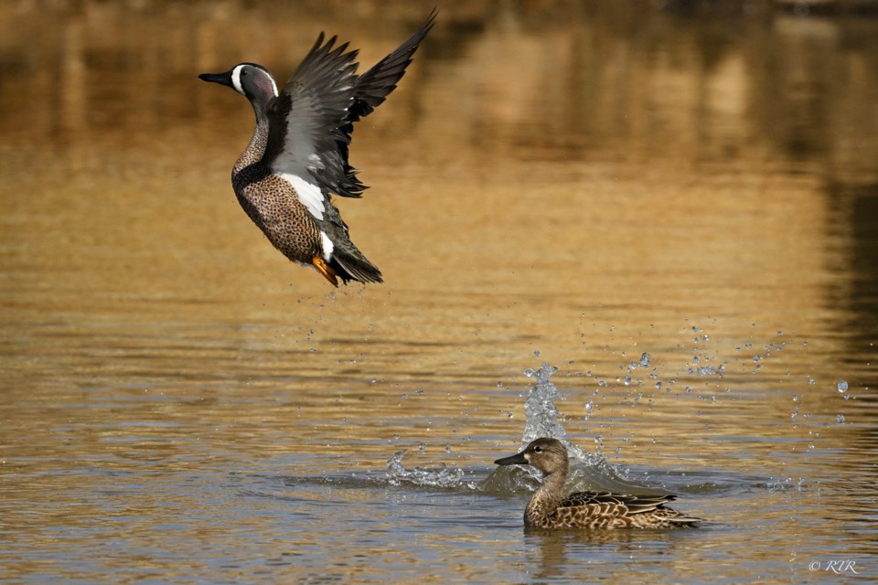_rtr8308sem-pair-of-blue-wing-teals-1