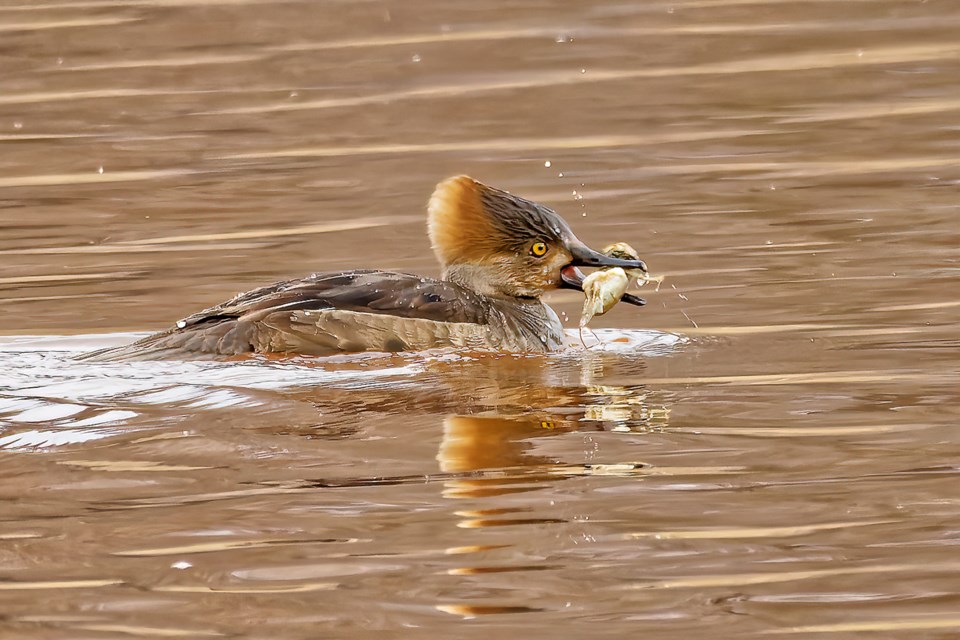 c29127-hooded-merganser-canatara-3-25-25