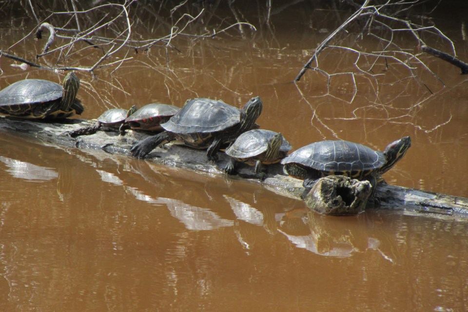 Turtle Time at Lake Chipican          