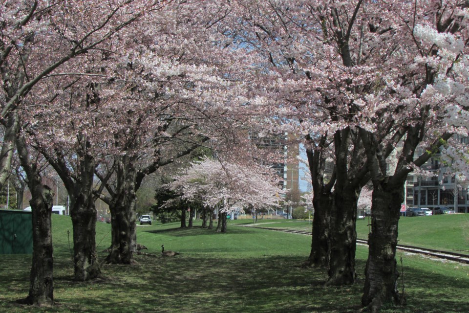  Japanese Cherry Blossoms, Centennial Park