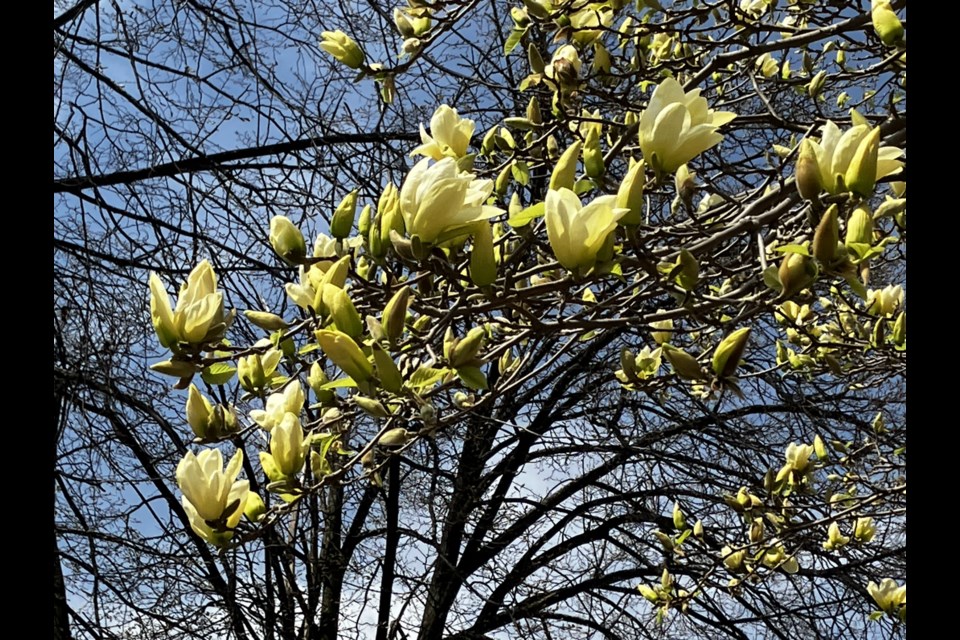 Yellow Magnolias at the Lawrence House