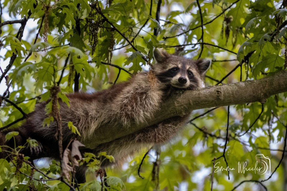 lazyafternoonracoon