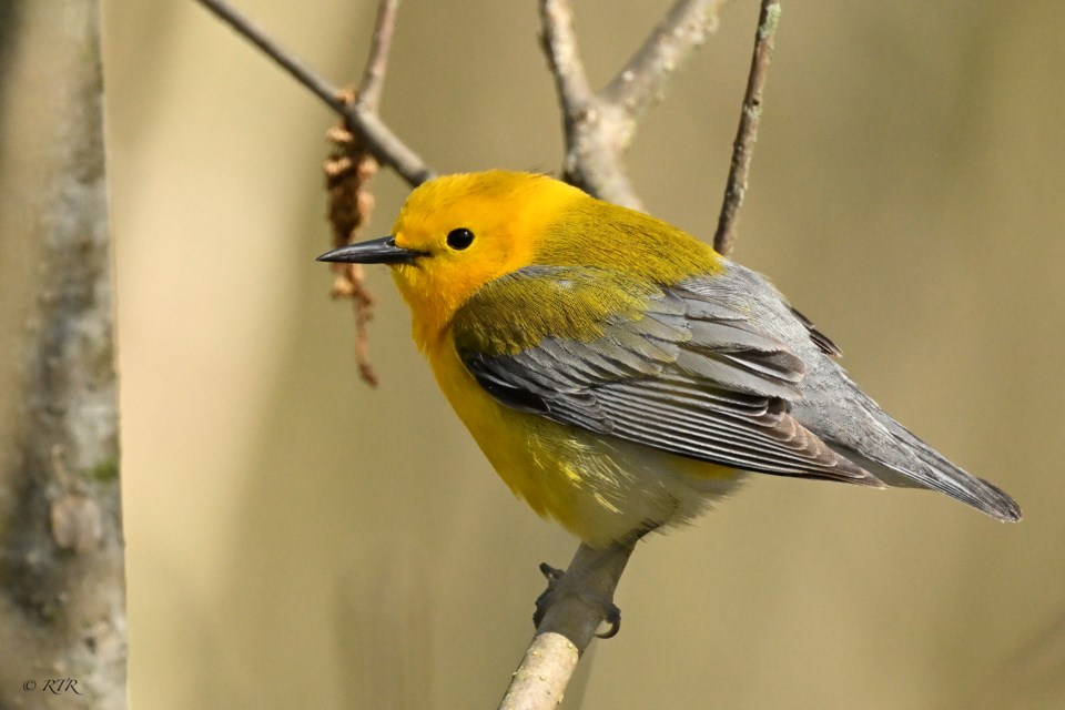 prothonotary-warbler
