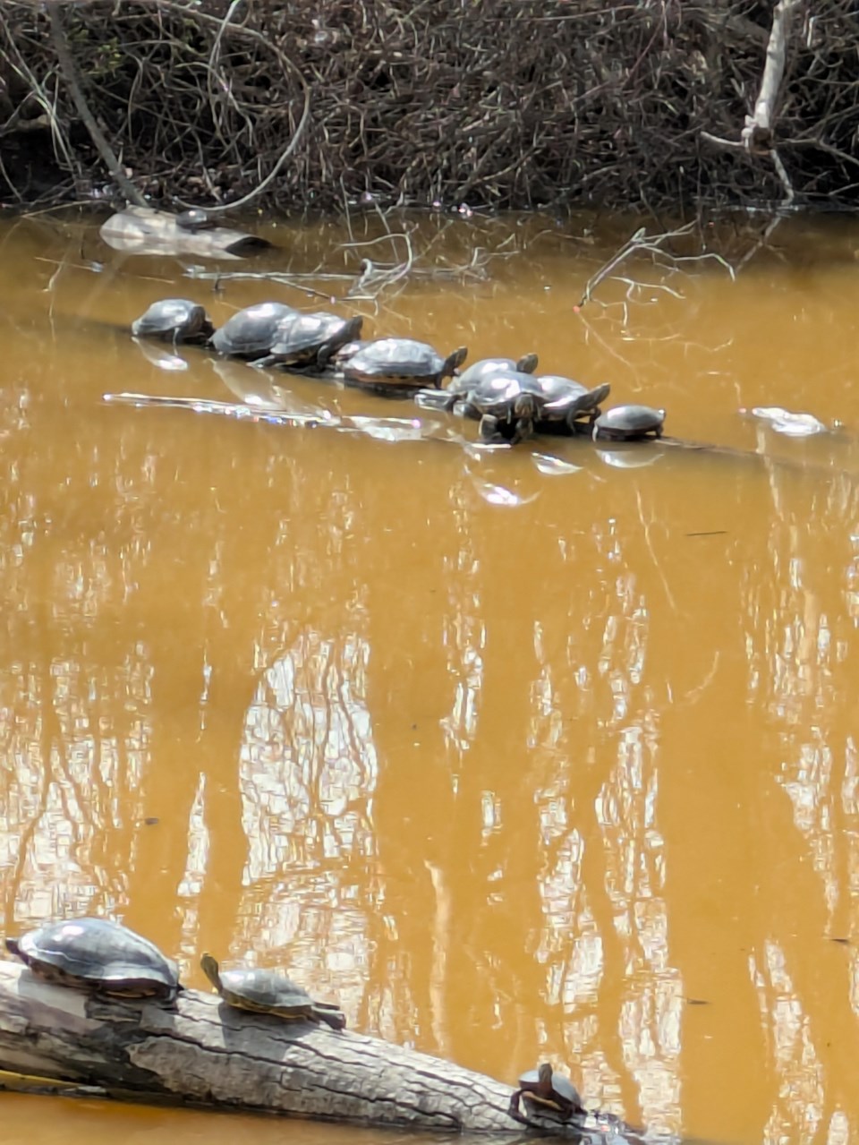 turtle-convention-at-lake-chipican