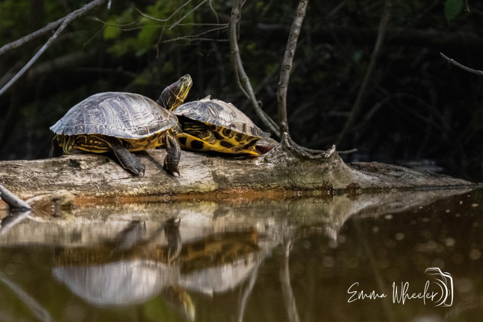 turtlebask