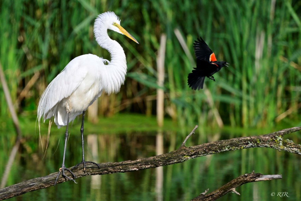 Great White Egret and Red Winged Blackbird