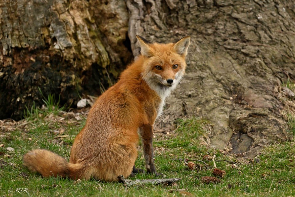Female Fox