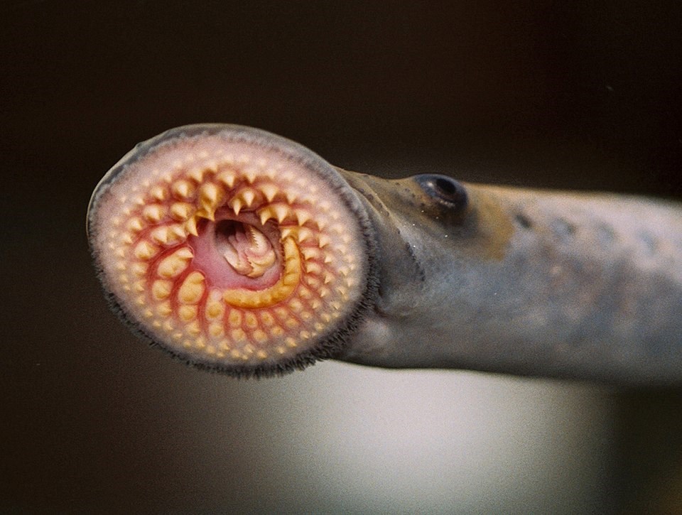 960px-sea_lamprey_8741578394