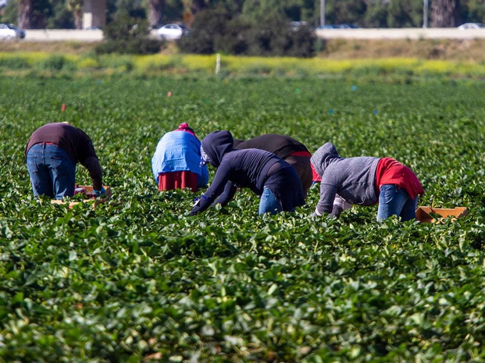farmworkersfield