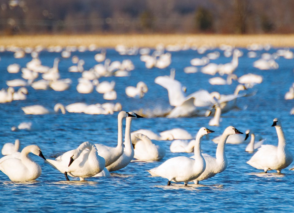 Tundra Swans