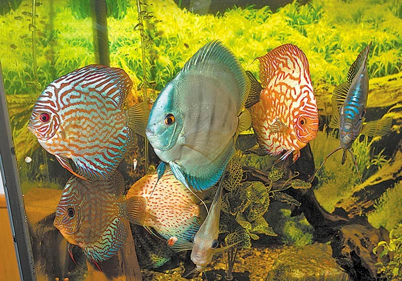 A collection of discus, which come originally from the Amazon Basin.