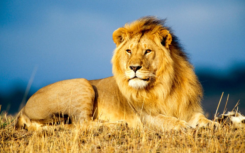 african-lion-wallpapers-hd_2