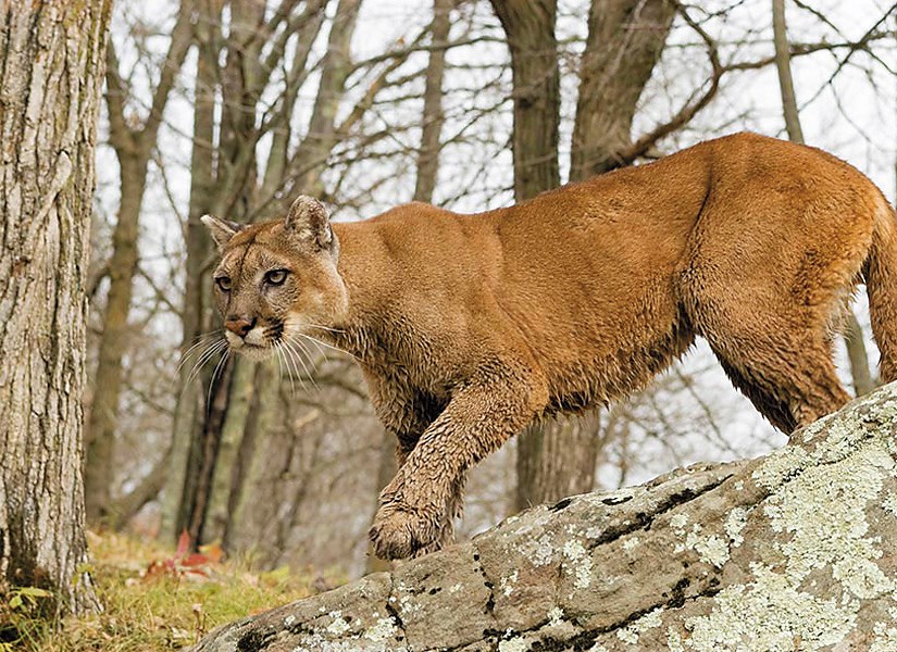 Cougar