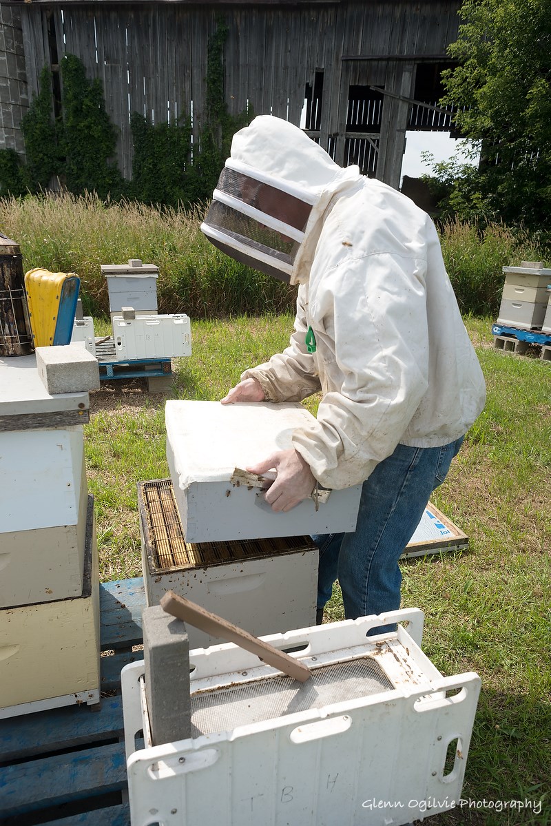 Beekeeper Ray Herringa breaks apart a hive at one of his two apiaries.