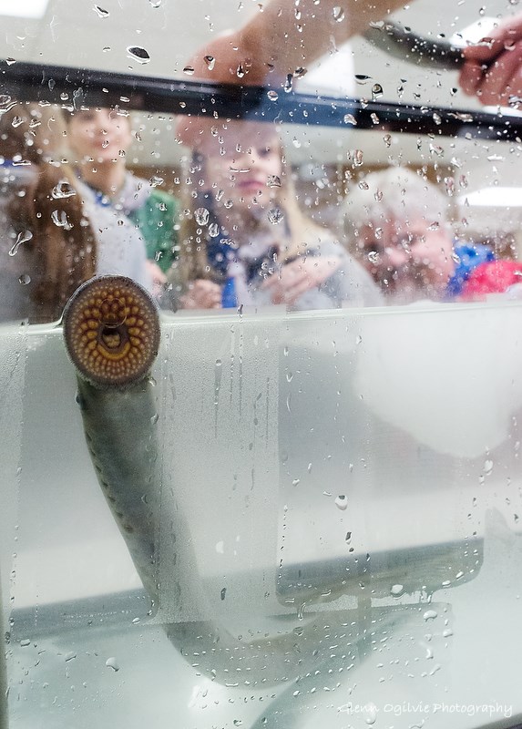 A sea lamprey reveals its sucker mouth and sharp teeth to members of the  24th Dunlop scouts and cubs during a demonstration organized by Fisheries and Oceans Canada. Glenn Ogilvie