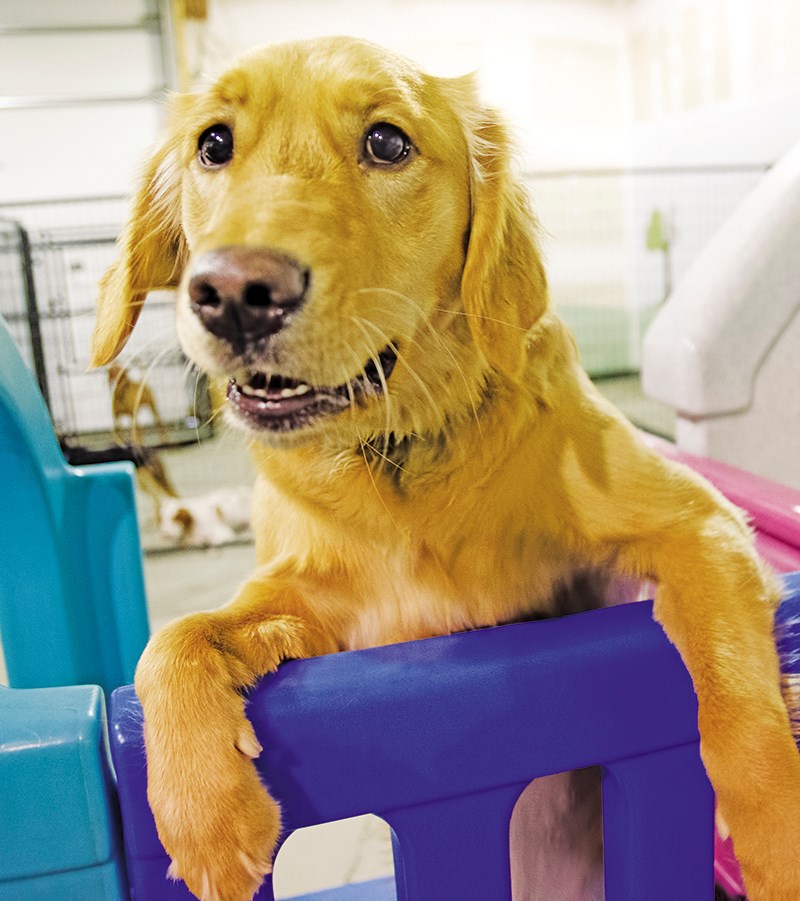 A soulful looking Emma checks out some play equipment. Glenn Ogilvie