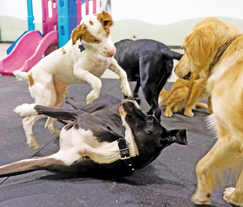 From left, Carl, Henry and Jax get in a little gentle play. Glenn Ogilvie