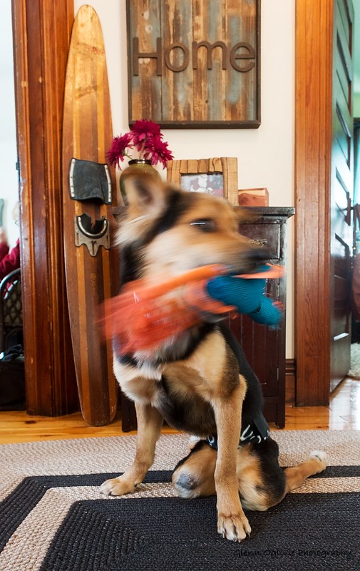 Despite being paralyzed from the hips down, Leo loves to play. Glenn Ogilvie