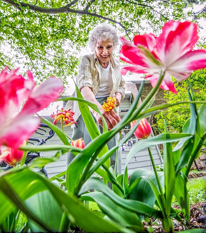 Ann Vanden Hoven tends to a bed of late-blooming shade tulips at her Sarnia home in preparation for the Summer Solstice Garden Tour on June 21.