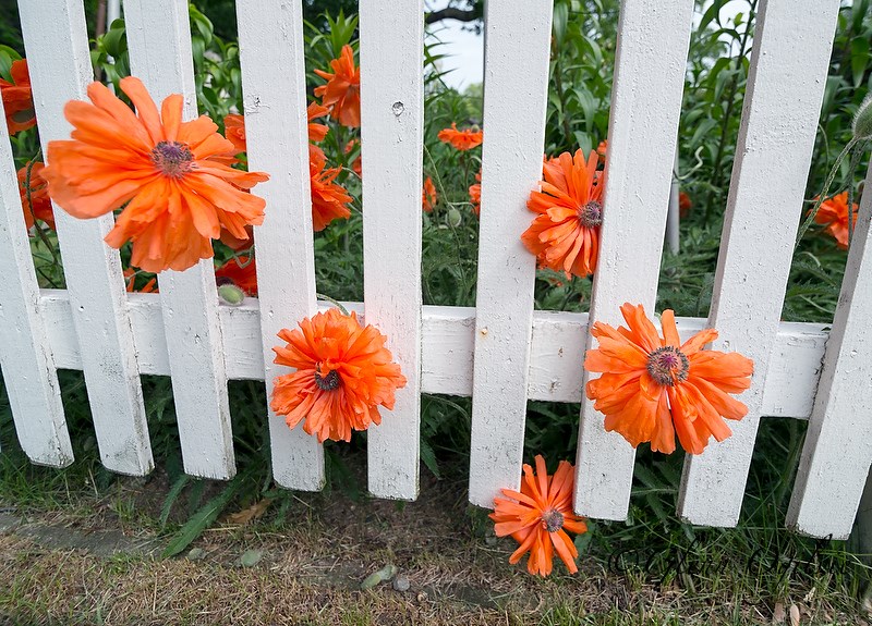 Poppies reach through a picket fence at the Vanden Hoven's home. Glenn Ogilvie