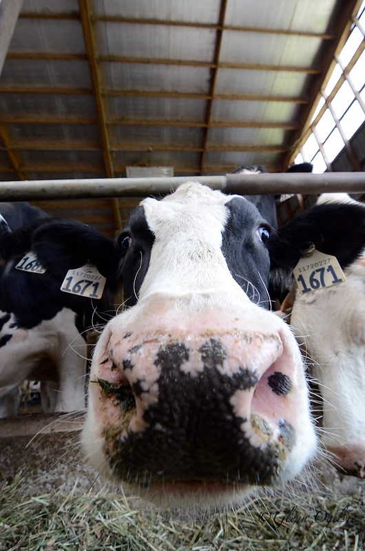 A dairy cow at Forbesvue Farm tucks into her own breakfast. Glenn Ogilvie