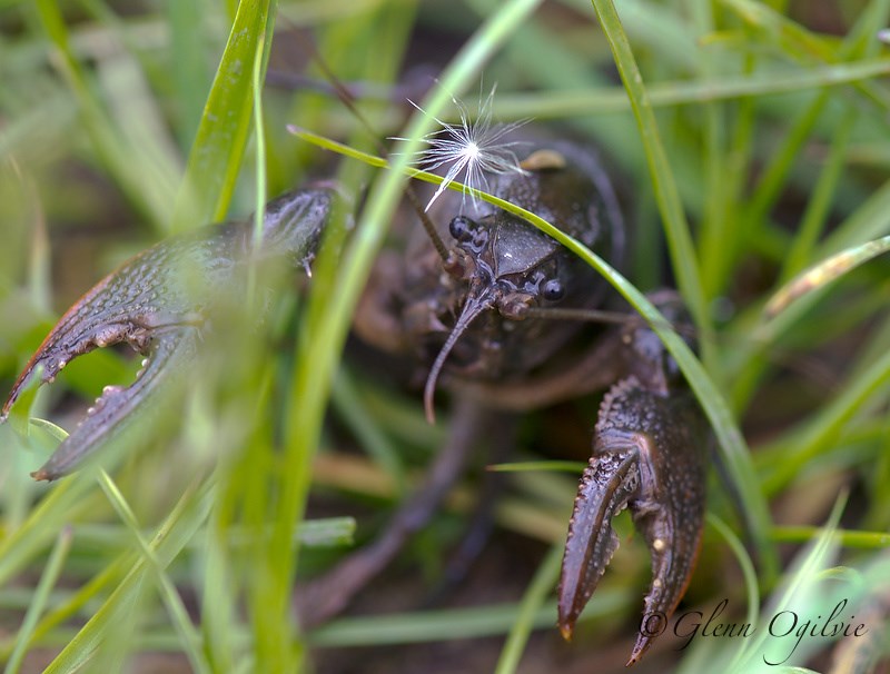 A crayfish pokes his head from a burrow at the Perch Creek Habitat Management Area. Glenn Ogilvie