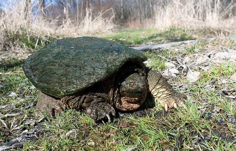 This massive snapping turtle was found wandering across a trail. Glenn Ogilvie