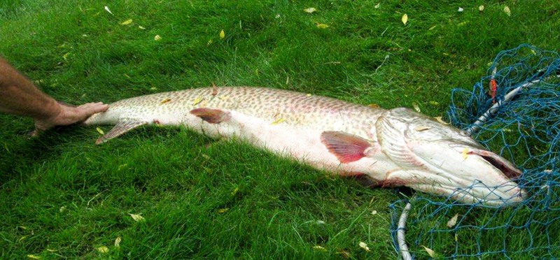 Bryon Warwick's hand offers some perspective on the size of the muskie, which he guestimated at 57 inches (1.4 metres). The fish was released back to the St. Clair River. Submitted Photo