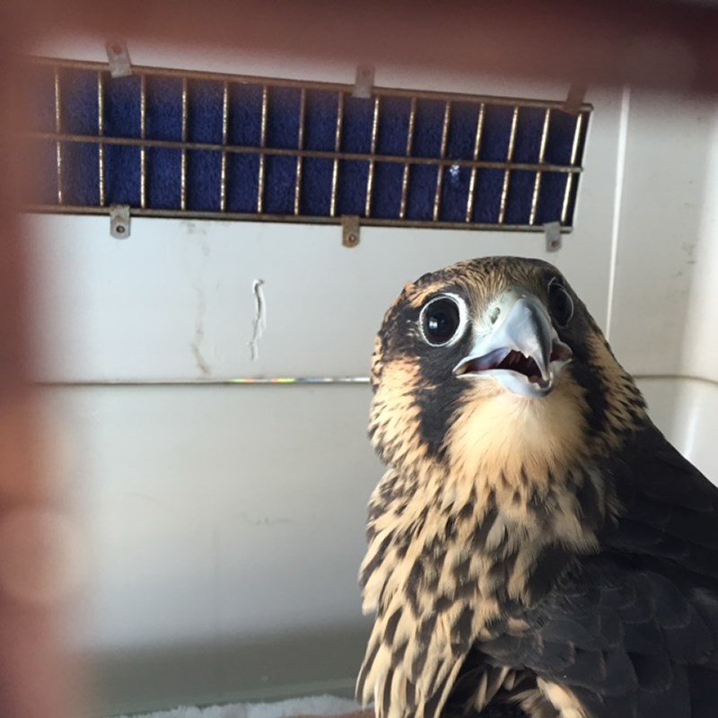 The peregrine falcon in the crate shortly before it was released under the Blue Water Bridge.